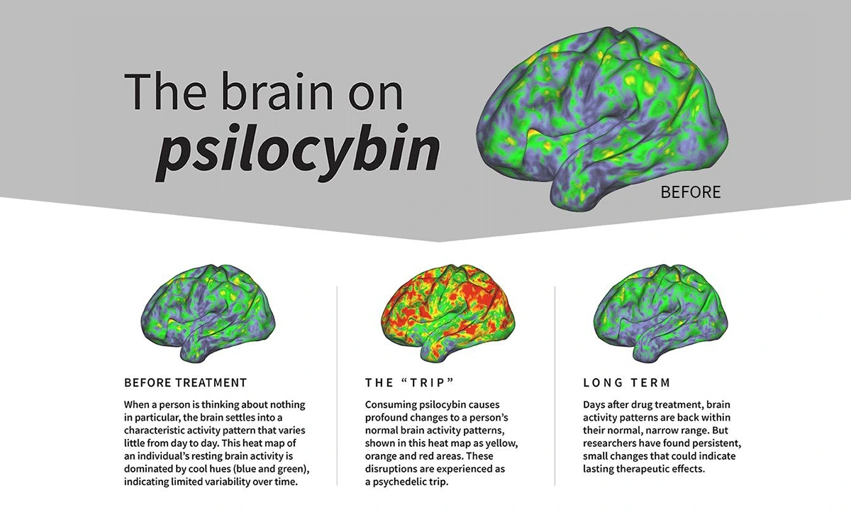The Future of Magic Mushrooms in Canada: What Canadians Are Discovering About Psilocybin